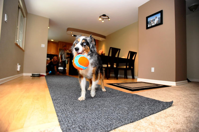 Indoor Fetch Ball Dog Toy