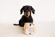 Interactive Chattering Hedgehog Plush Dog Toy