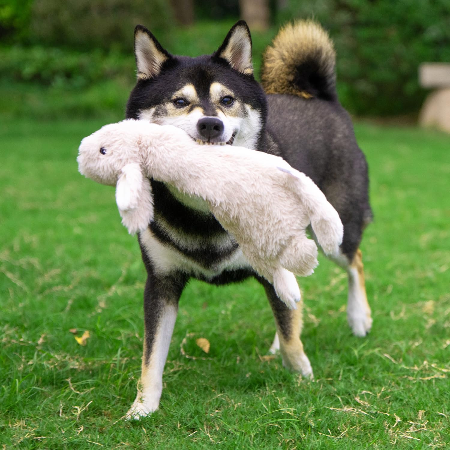 Interactive Stuffless Dog Toy Pack
