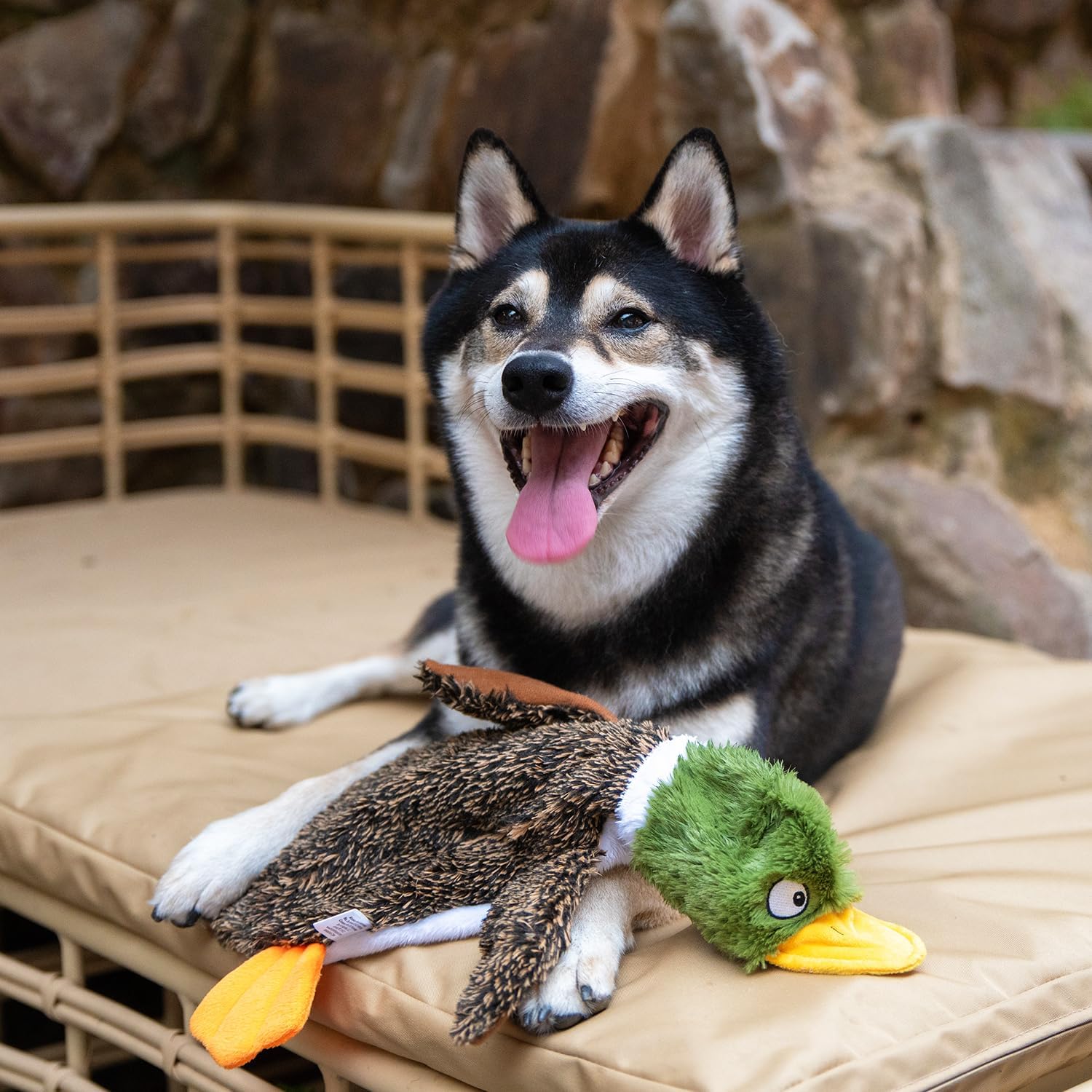 Interactive Stuffless Dog Toy Pack