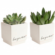 Jade Succulent Plant