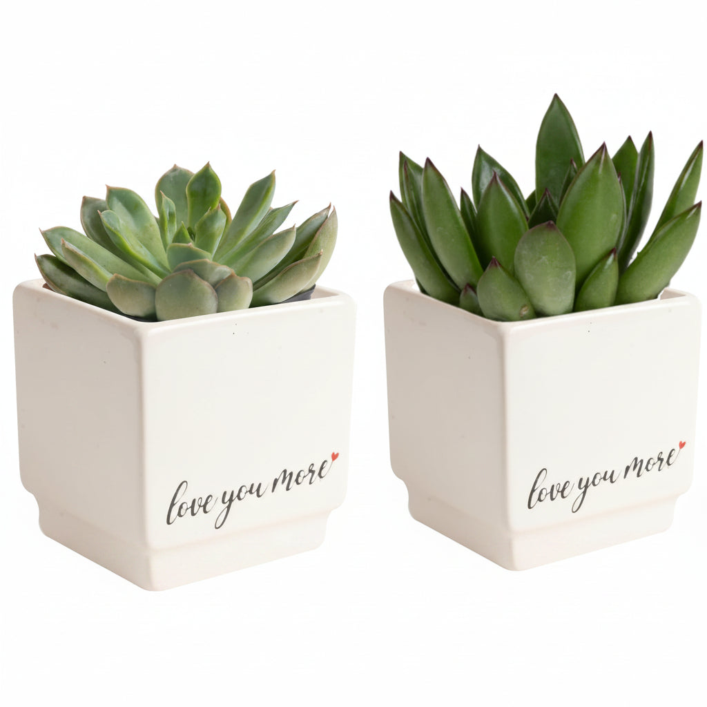 Jade Succulent Plant