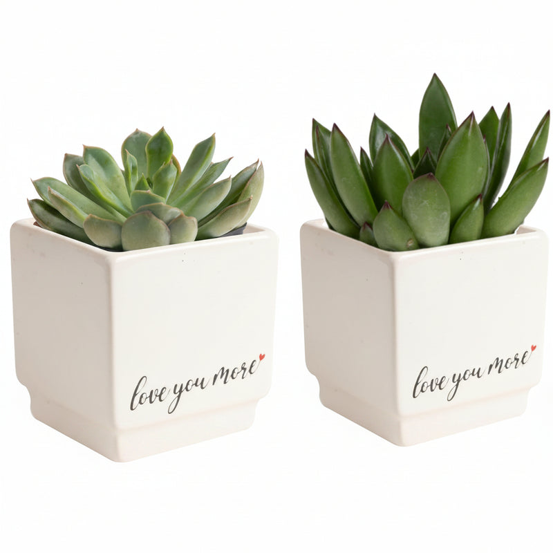 Jade Succulent Plant
