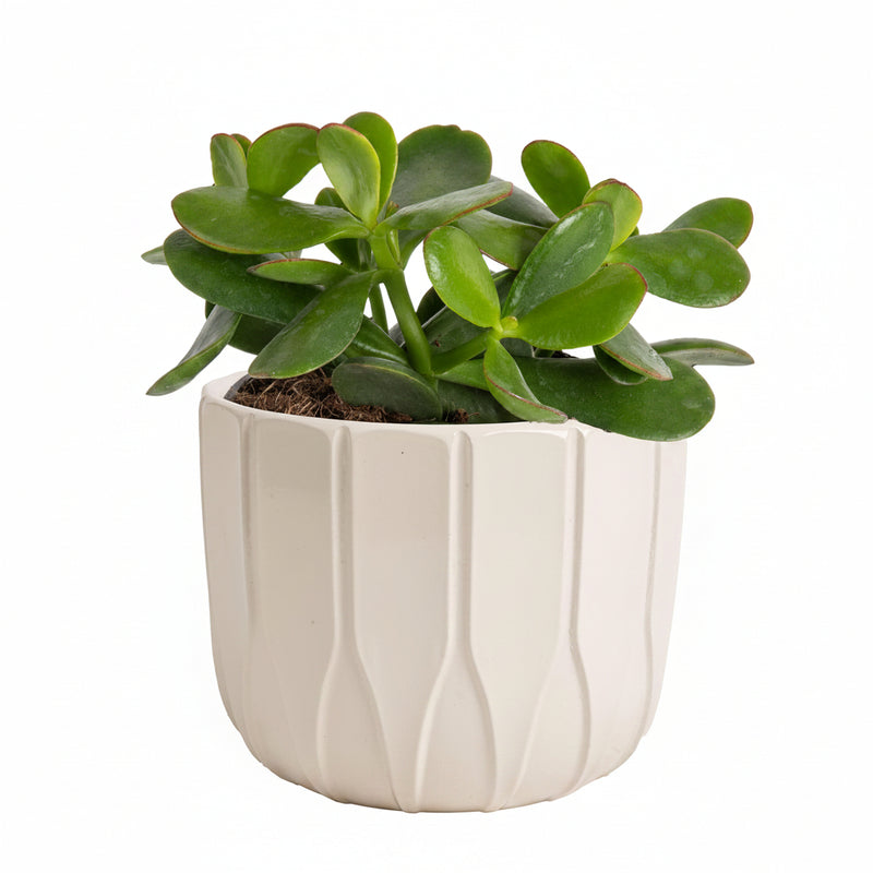 Jade Succulent Plant