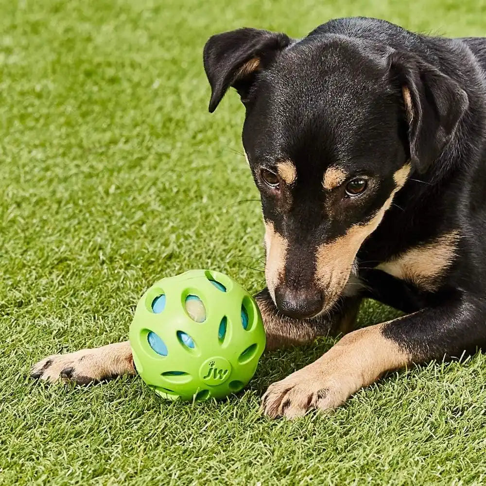 Crunchy Crackle Ball Dog Toy