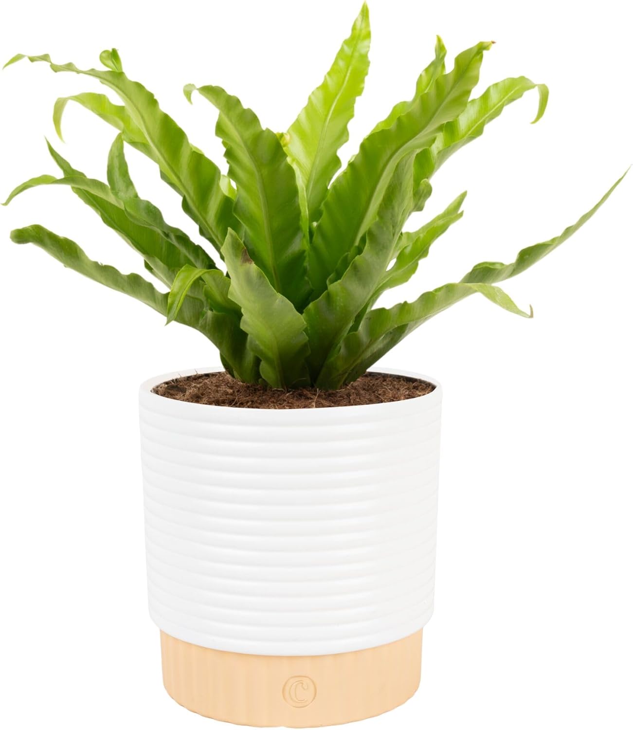 Live Money Tree Plant