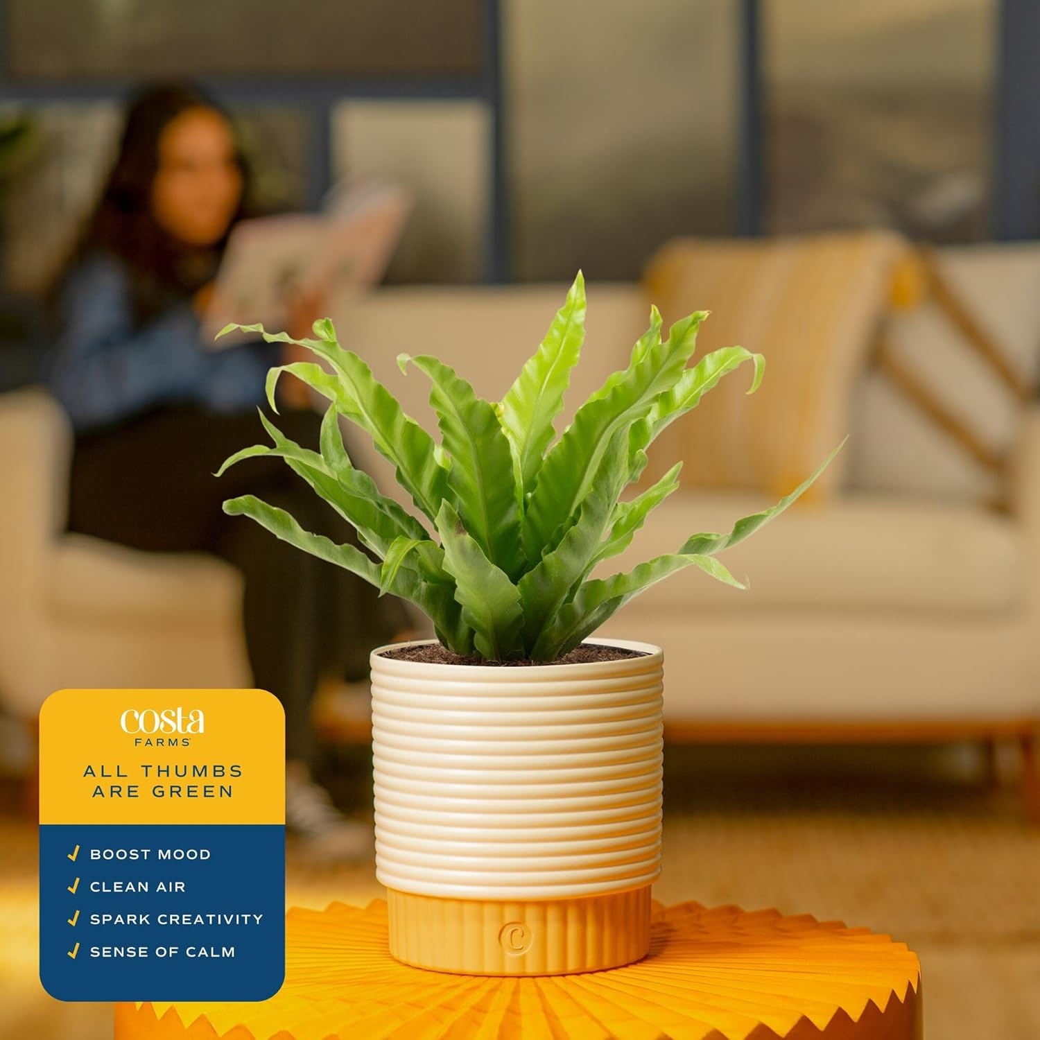 Live Money Tree Plant