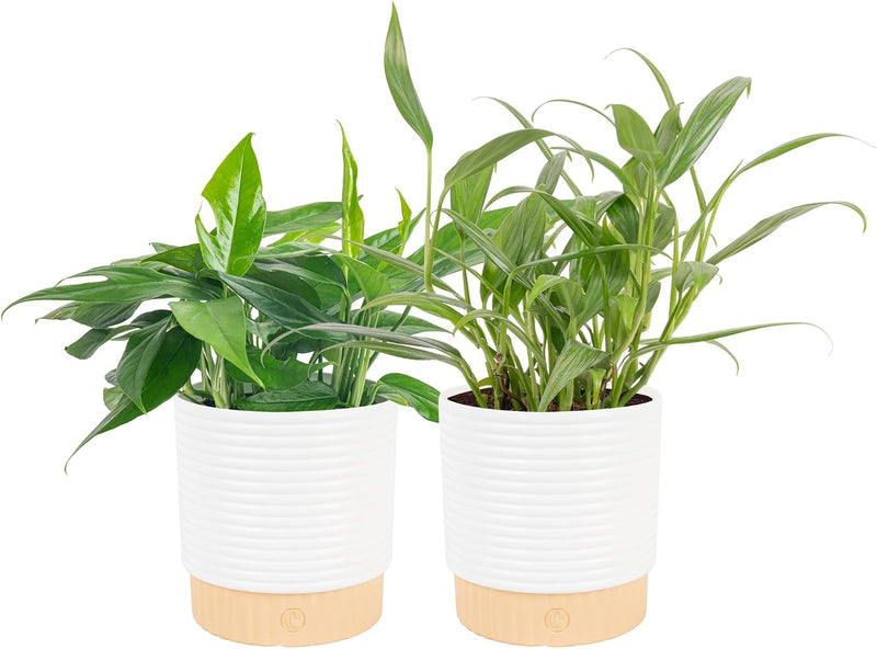 Live Pothos Plant Set