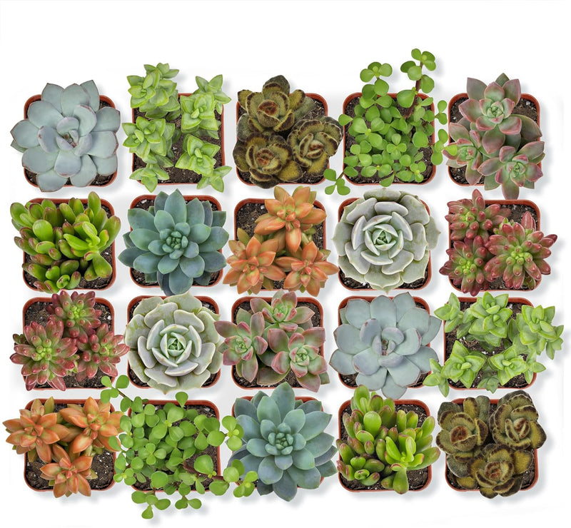 Live Succulent Collection