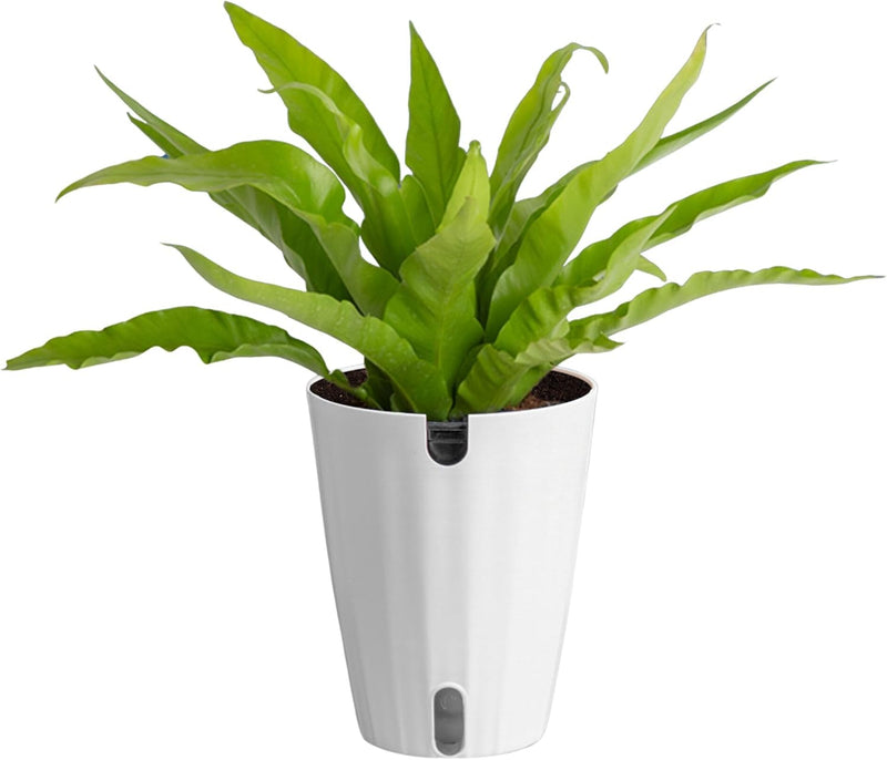 Live ZZ Plant