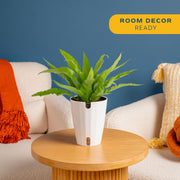Live ZZ Plant