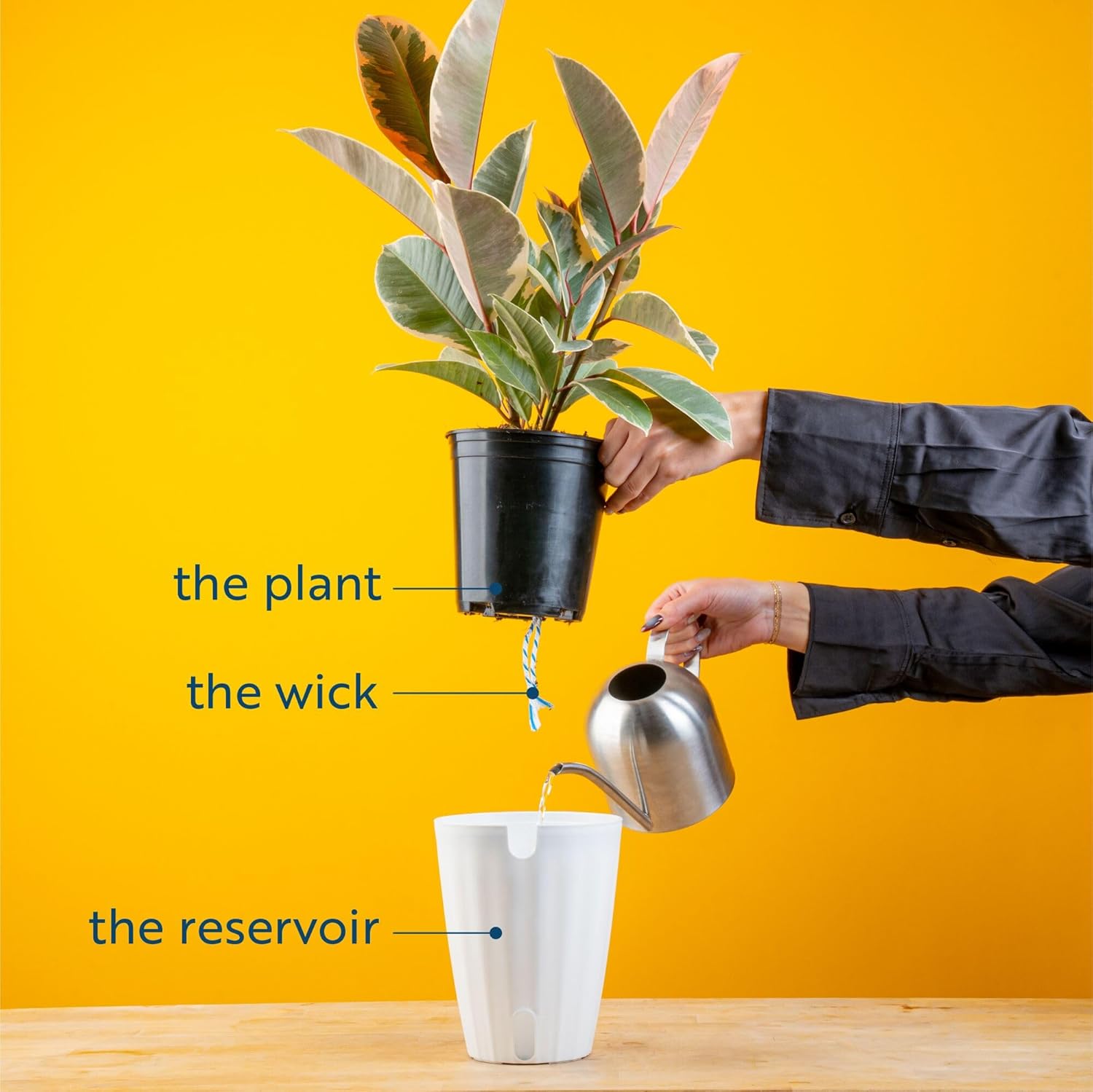 Live ZZ Plant