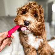 Long Lasting Dog Chew Set