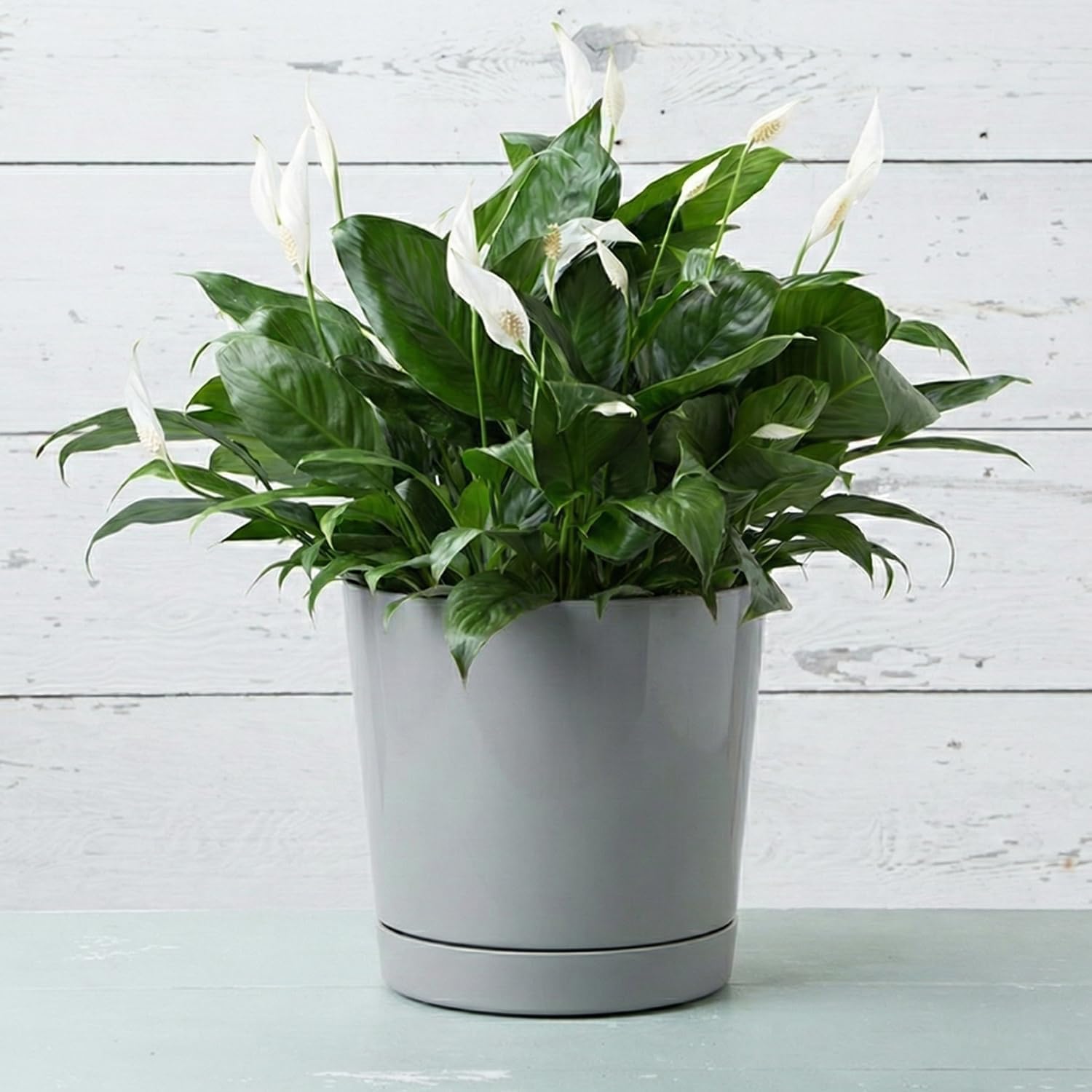 Majestic Cylinder Planter