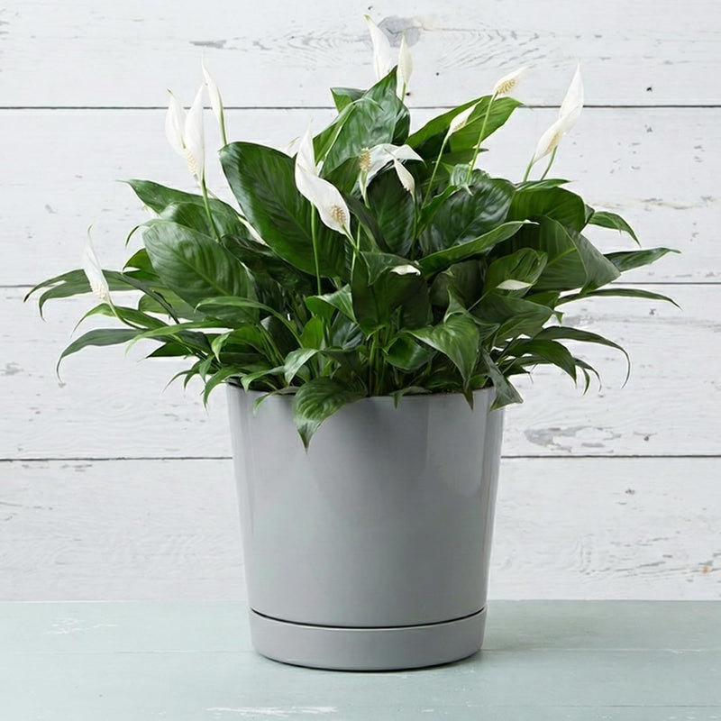 Majestic Cylinder Planter