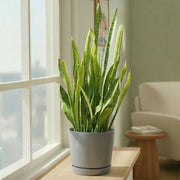 Majestic Cylinder Planter