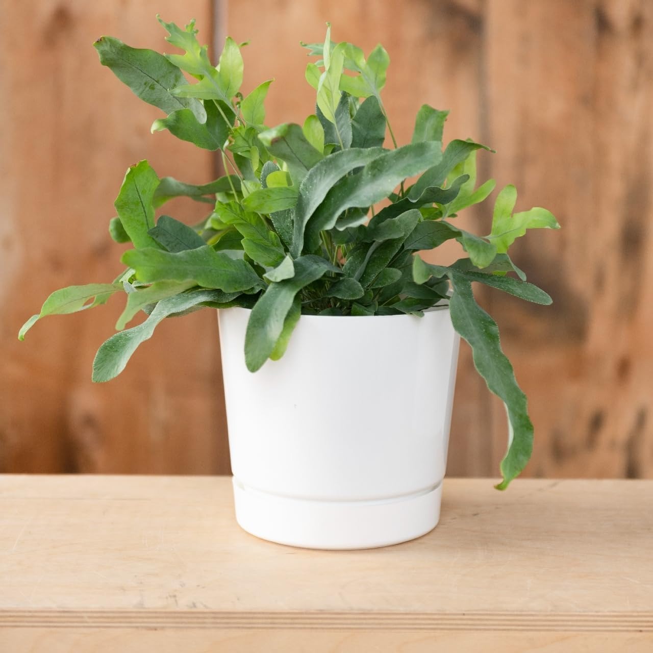 Majestic Cylinder Planter Pot