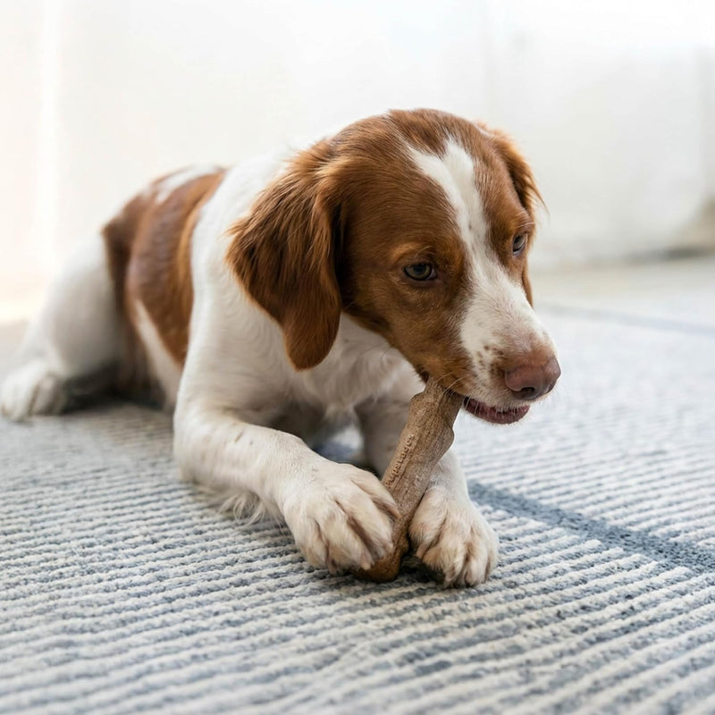 Medium Natural Wood Dog Chew Stick