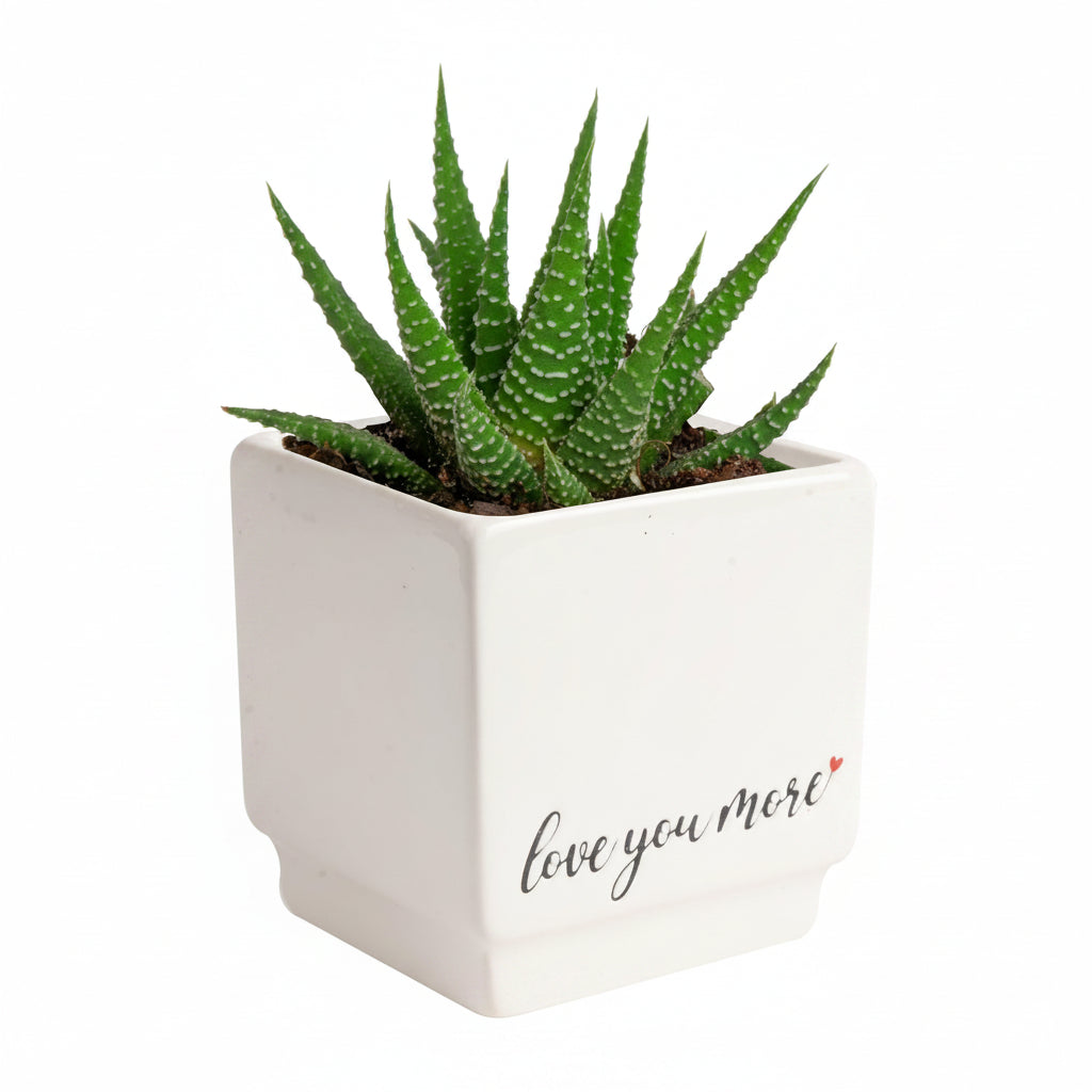 Mini Money Tree
