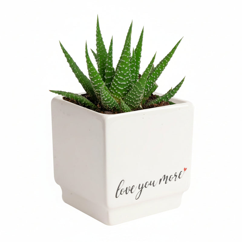 Mini Money Tree