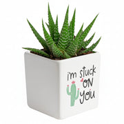 Mini Succulent Plant