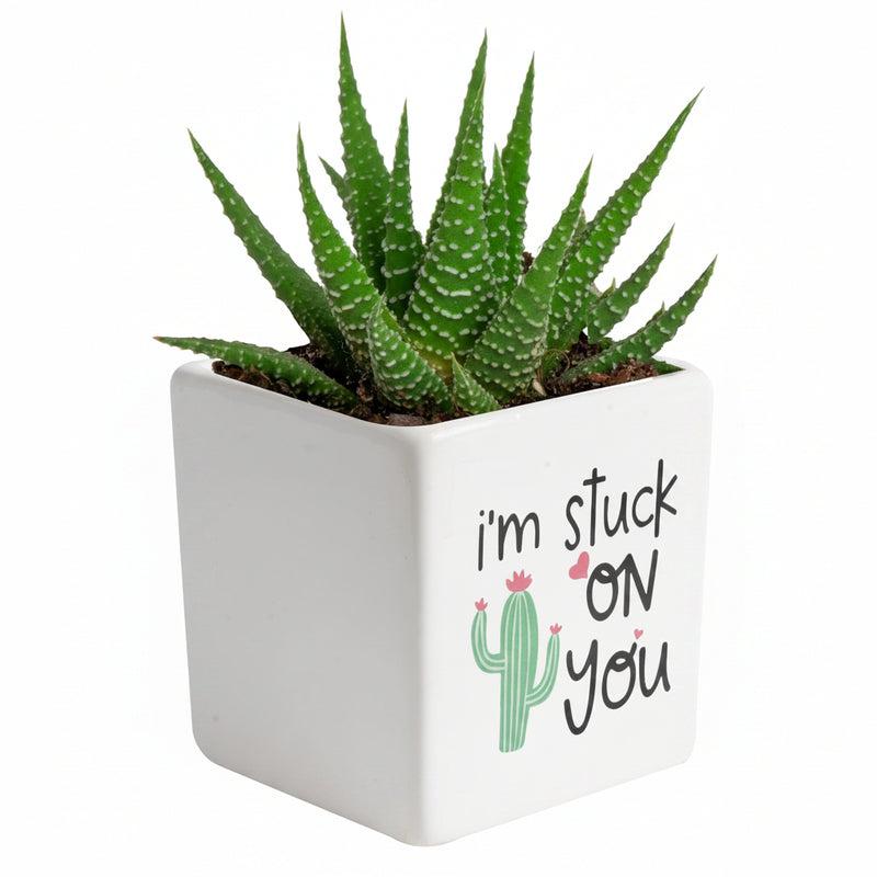Mini Succulent Plant