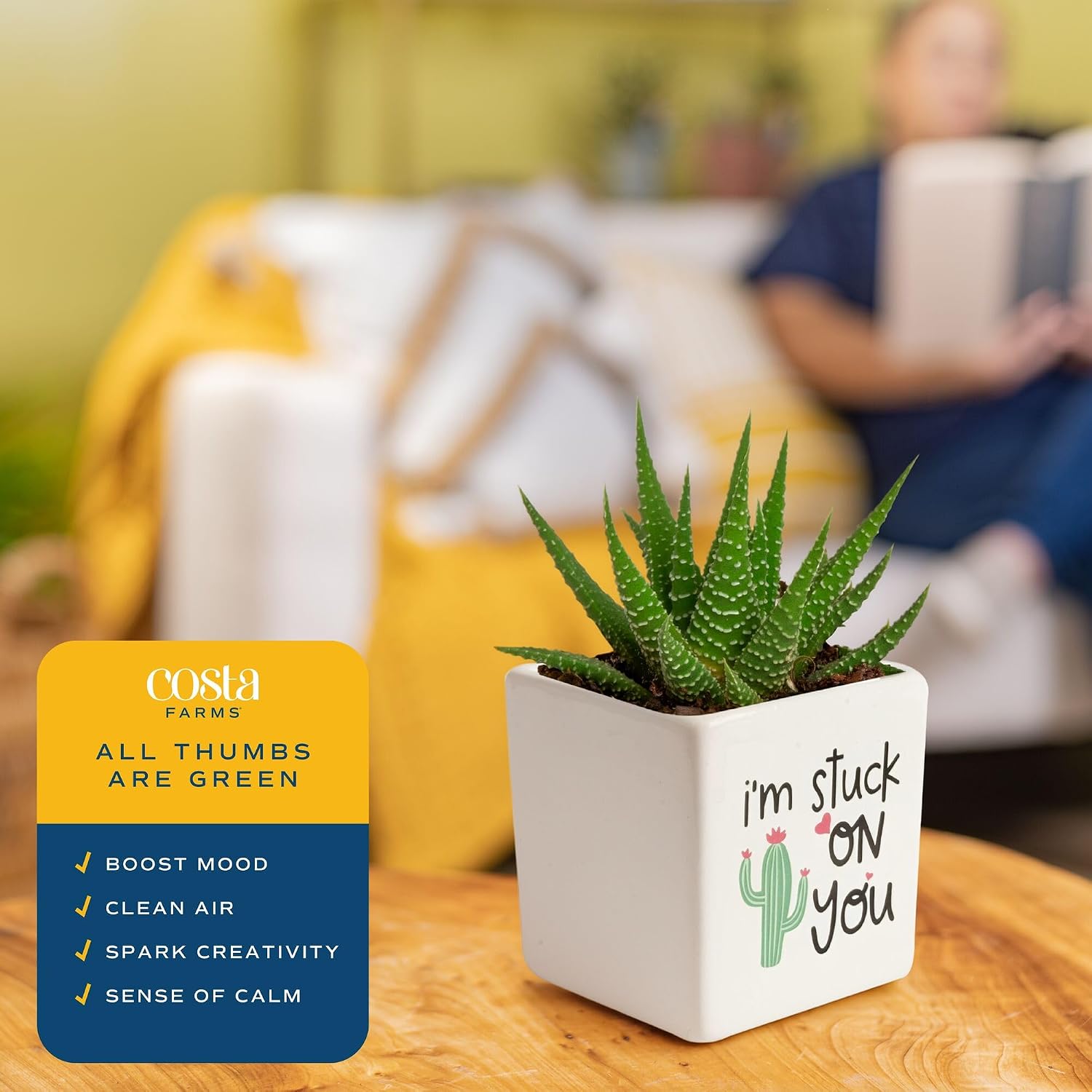 Mini Succulent Plant
