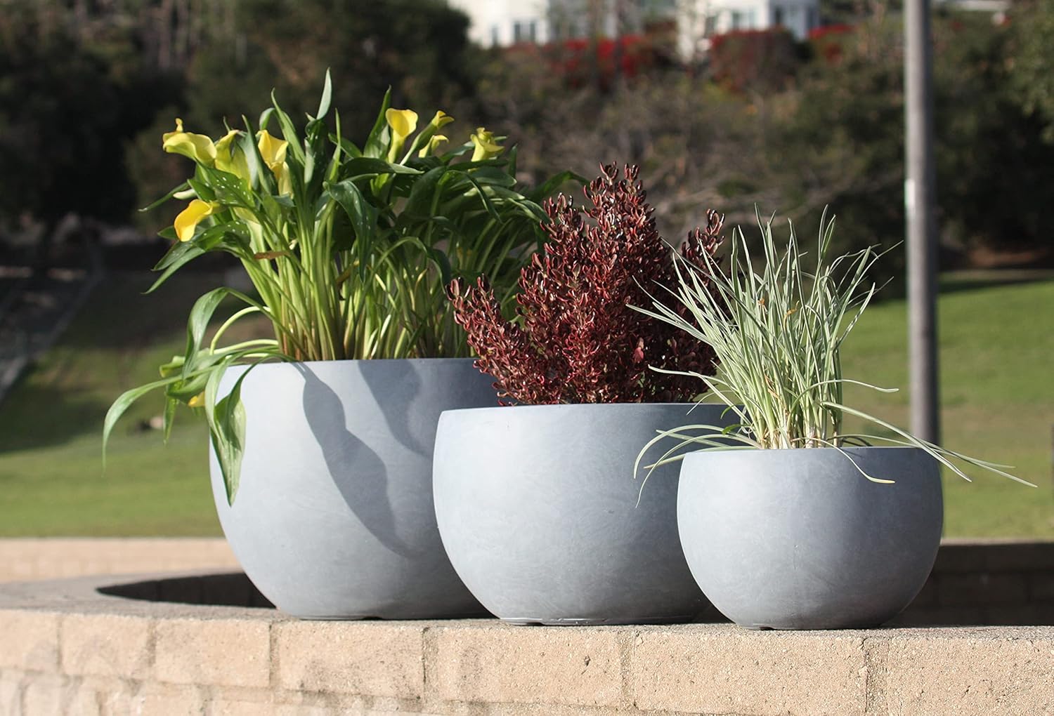 Modern Concrete Bowl Planter
