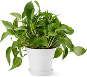 Modern White Planter