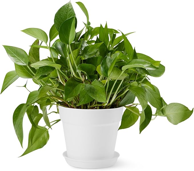 Modern White Planter