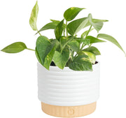 Neon Pothos Plant