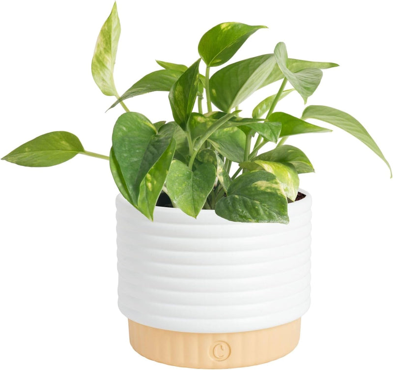 Neon Pothos Plant