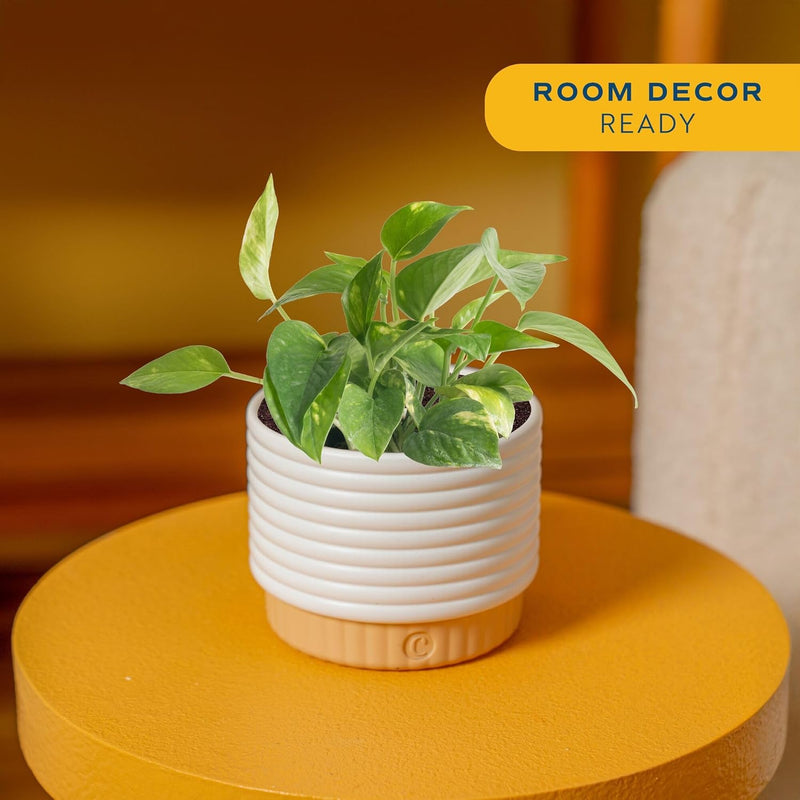 Neon Pothos Plant