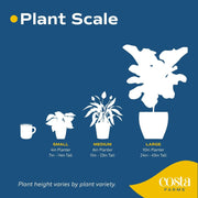 Parlor Palm Plant