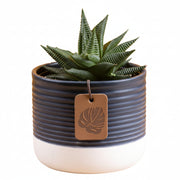 Peace Lily Plant