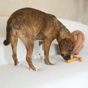 Peanut Butter Flavor T-Bone Dog Chew Toy – Medium