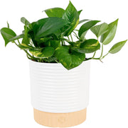 Pearls & Jade Pothos