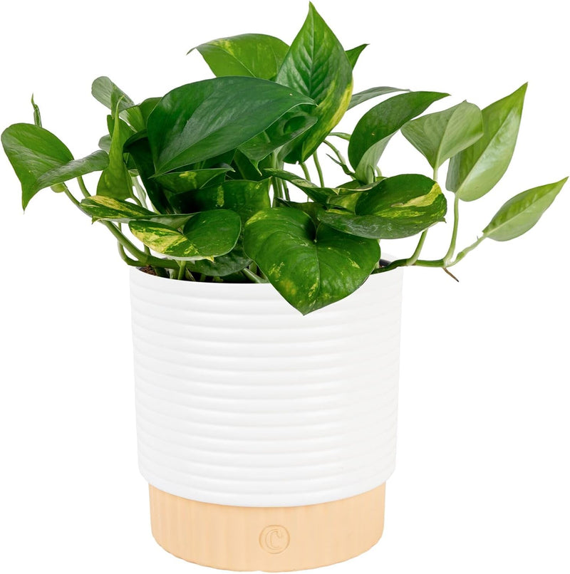 Pearls & Jade Pothos