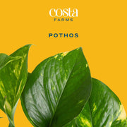 Pearls & Jade Pothos