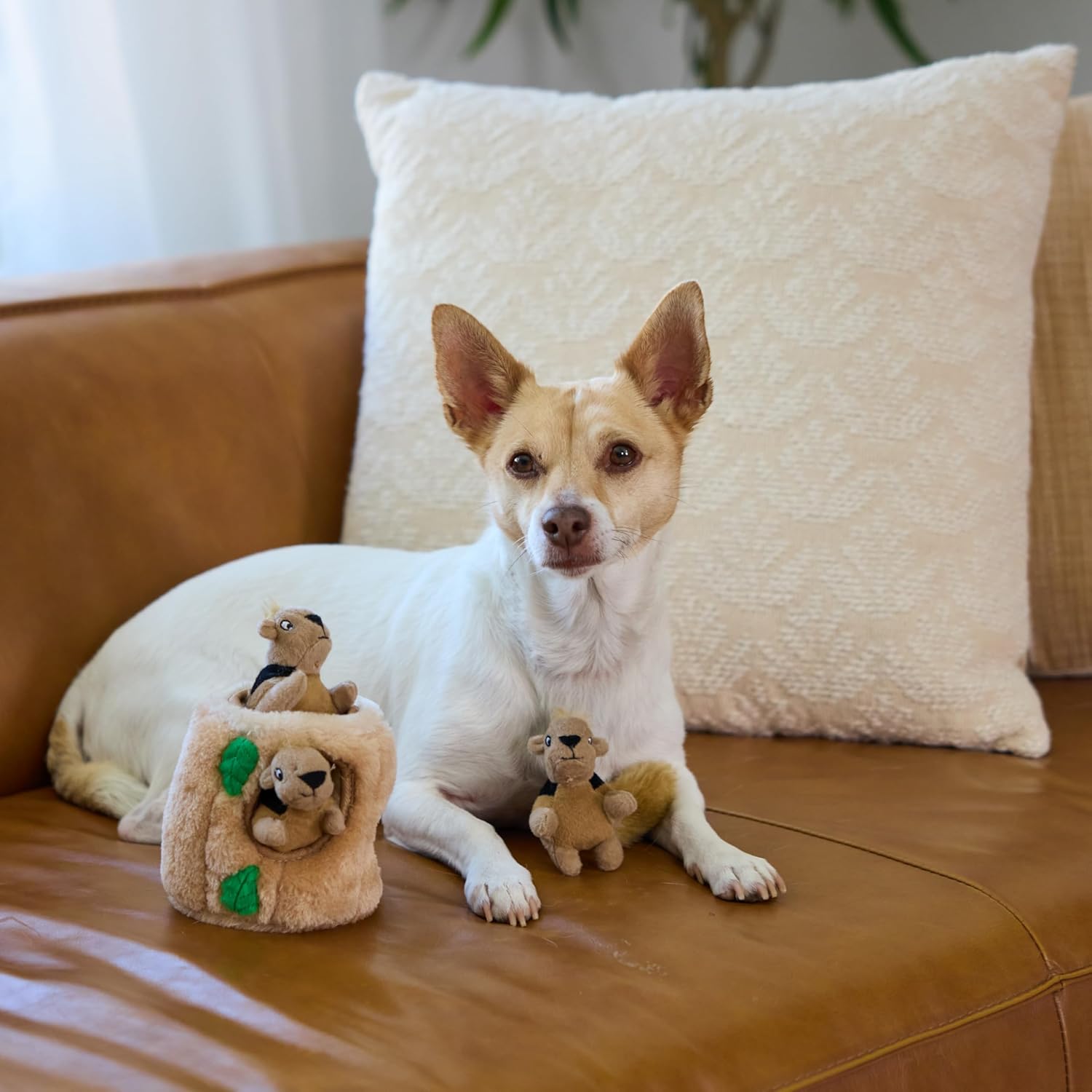 Plush Squeaky Squirrel Toy Pack