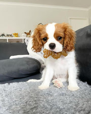 Puppy Chicken Flavor Chew Ring