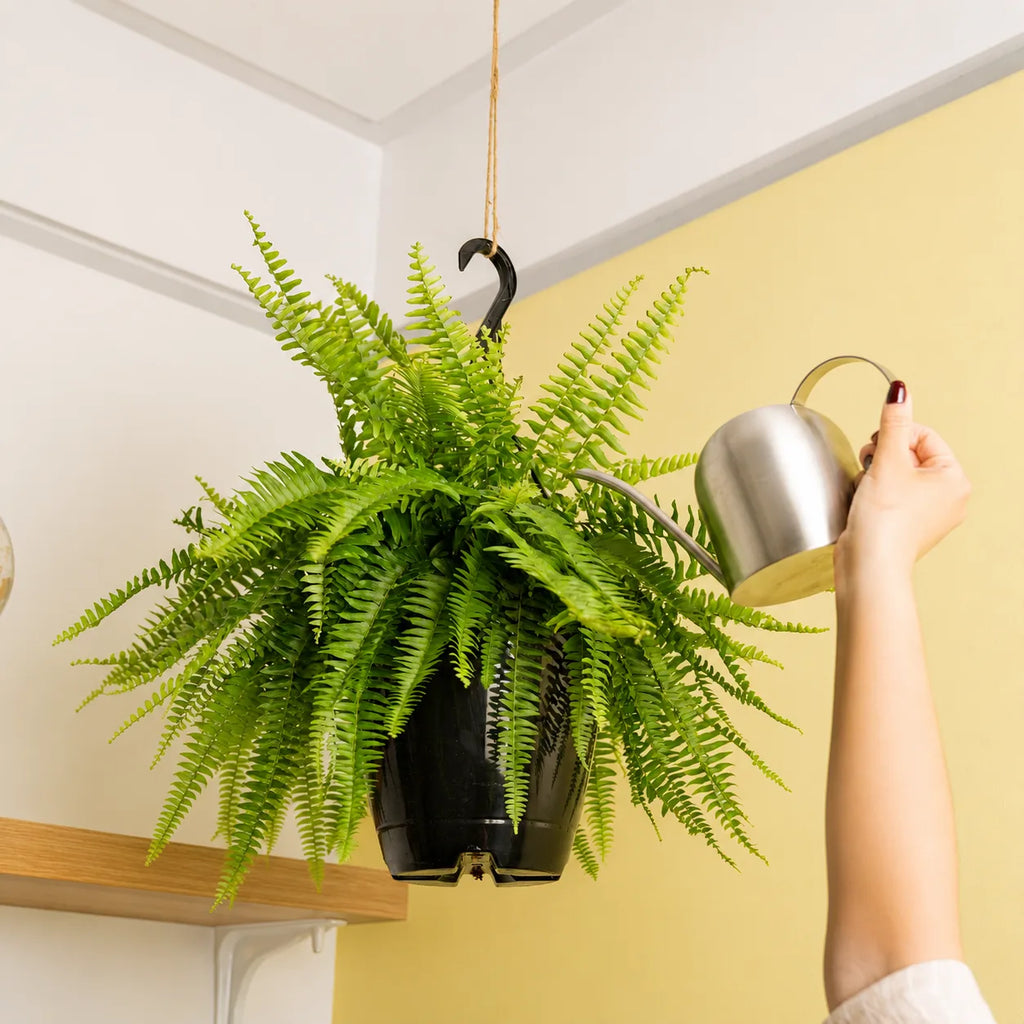 Live Peace Lily