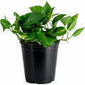 Golden Pothos Plant