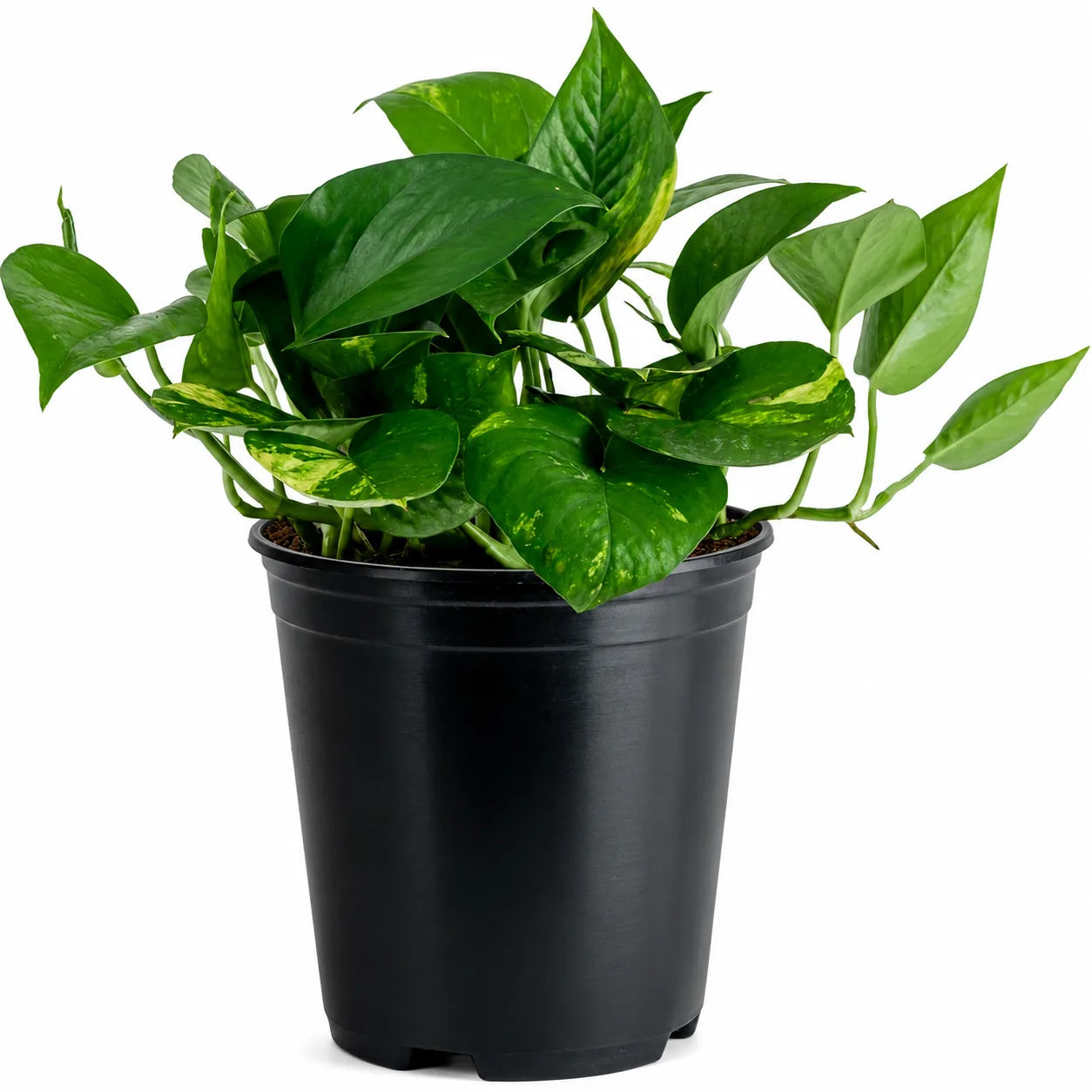 Golden Pothos Plant