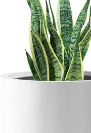 Round Concrete Planter