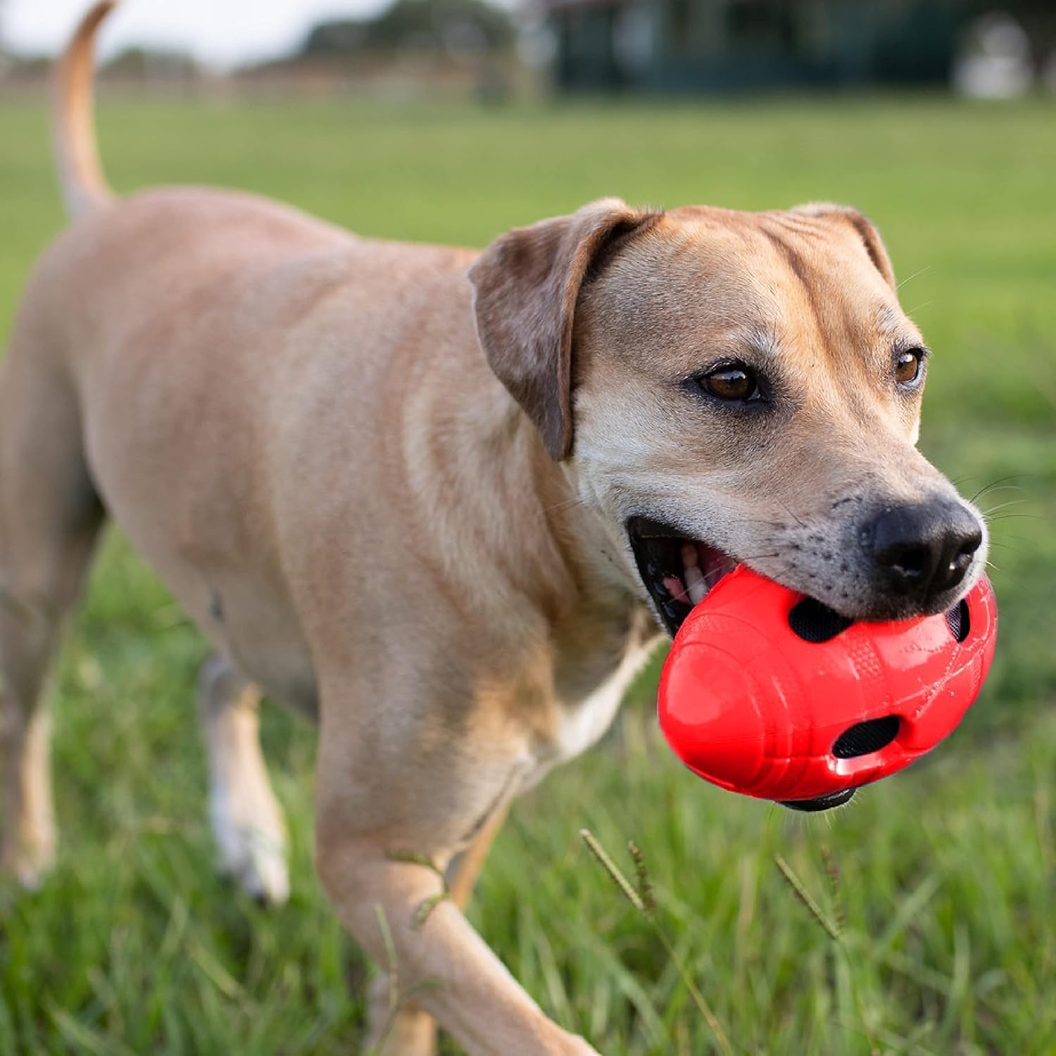 Rubber Squeaky Football Dog Toy