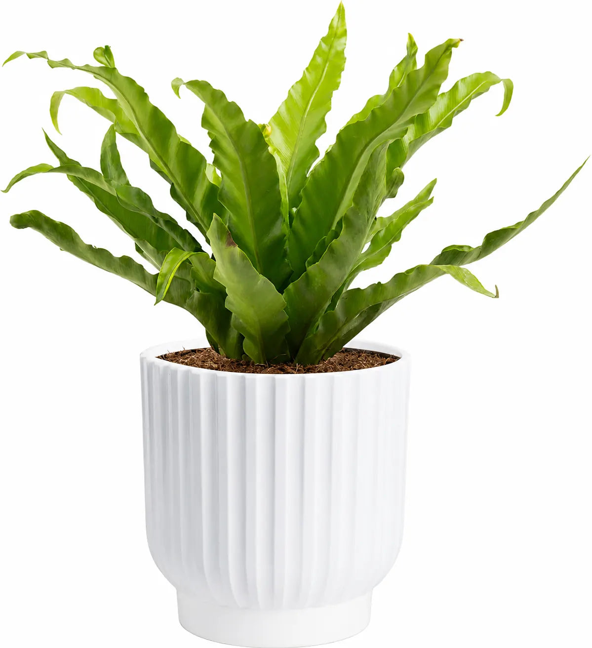 Live Snake Plant