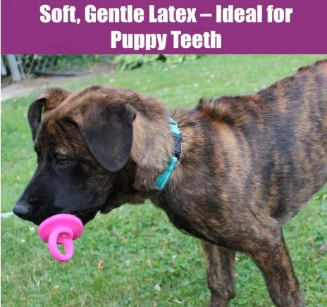 Puppy Pacifier Squeaky Chew Toy