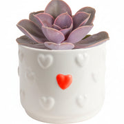 Snake Plant