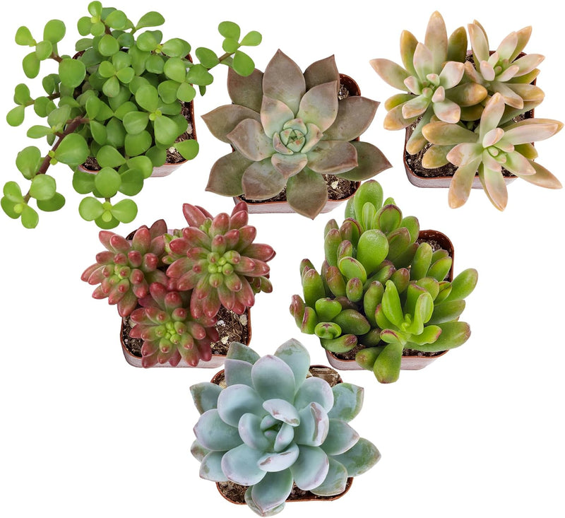 Specialty Succulent Plants